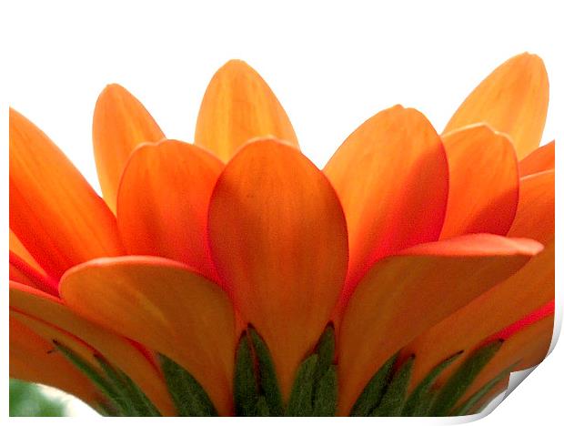  Orange petals.  Print by paul cobb