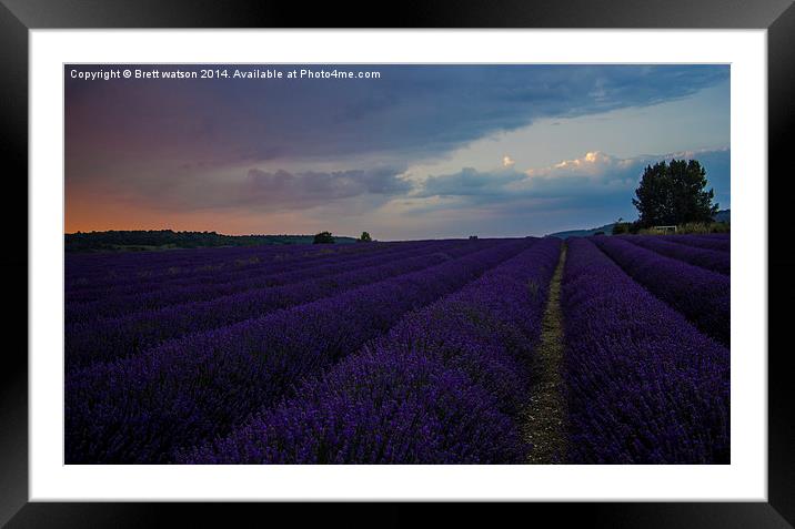  lavender field Framed Mounted Print by Brett watson