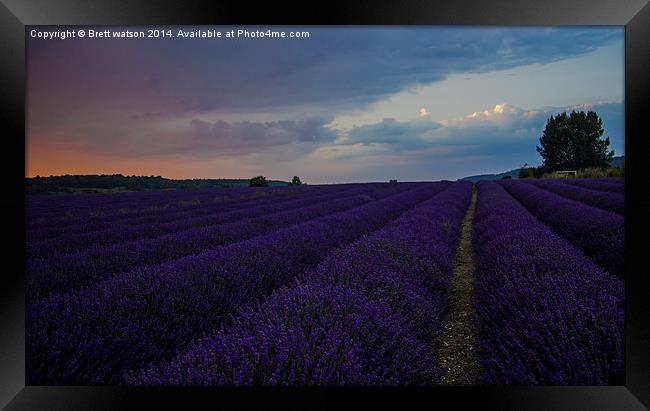  lavender field Framed Print by Brett watson