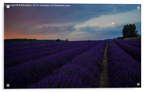  lavender field Acrylic by Brett watson