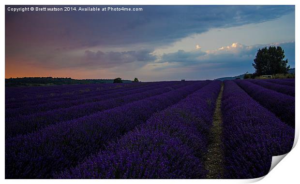  lavender field Print by Brett watson