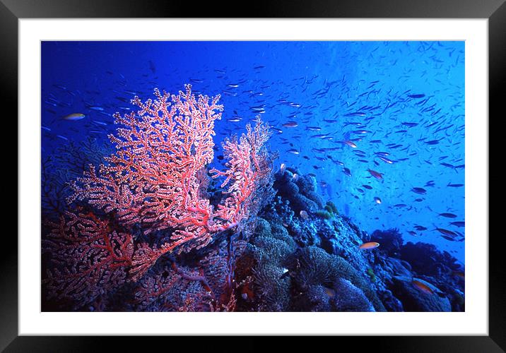 Reef Scene Framed Mounted Print by Adam Levy