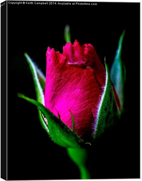  New Rosebud Canvas Print by Keith Campbell