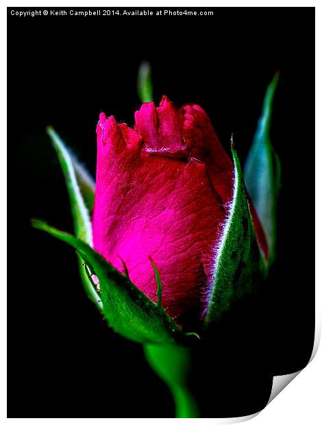  New Rosebud Print by Keith Campbell