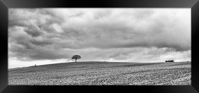  Lone Tree Framed Print by Ian Young