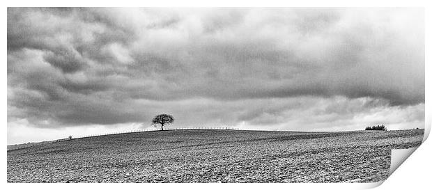  Lone Tree Print by Ian Young