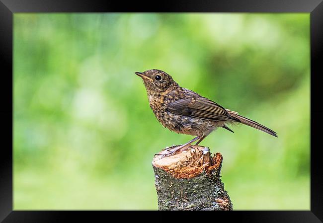 Juvenile Robin Perched on Tree Stump Framed Print by Phil Tinkler