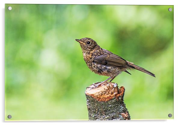 Juvenile Robin Perched on Tree Stump Acrylic by Phil Tinkler