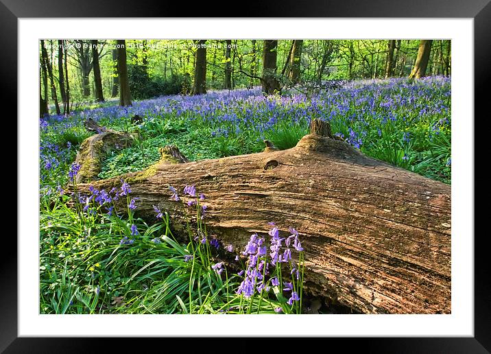  Bluebells past the fallen tree Framed Mounted Print by Gary Kenyon