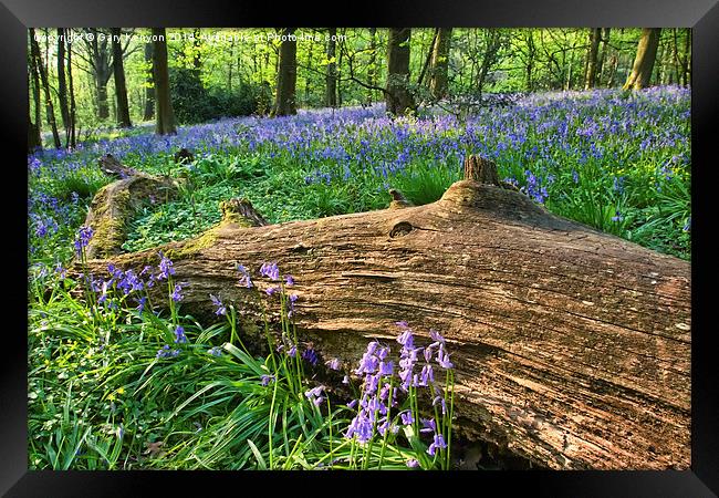  Bluebells past the fallen tree Framed Print by Gary Kenyon