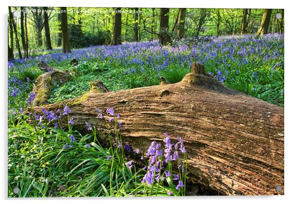  Bluebells past the fallen tree Acrylic by Gary Kenyon