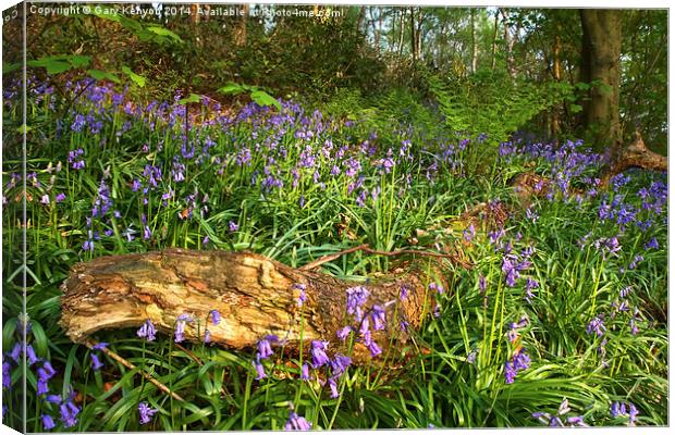  Evening Light On The Bluebells Canvas Print by Gary Kenyon