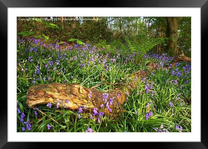  Evening Light On The Bluebells Framed Mounted Print by Gary Kenyon