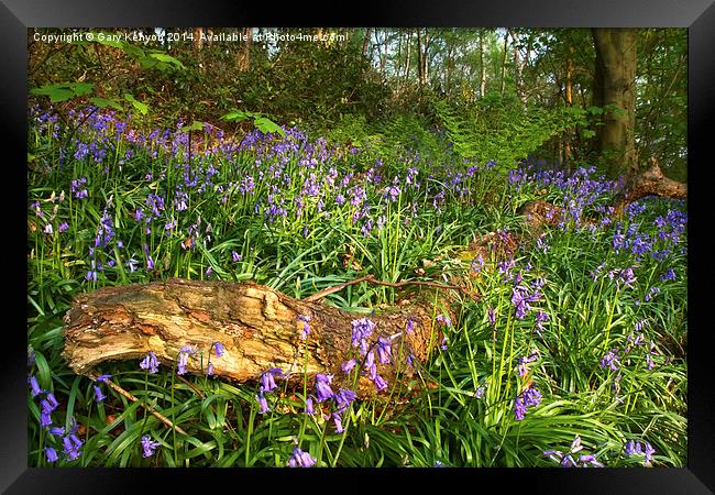  Evening Light On The Bluebells Framed Print by Gary Kenyon