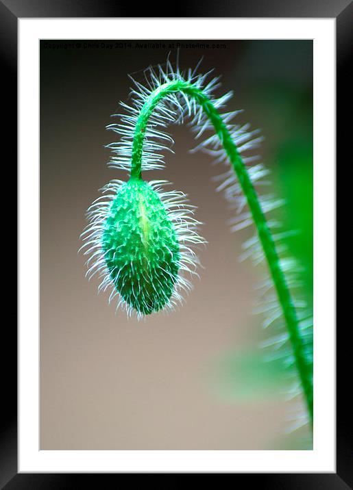 Poppy Bud Framed Mounted Print by Chris Day