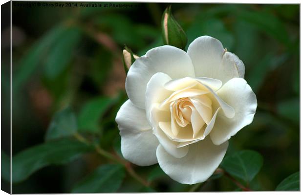 White Rose Canvas Print by Chris Day