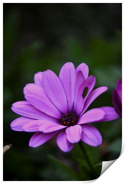 Purple Daisy Print by Dana Wheatley