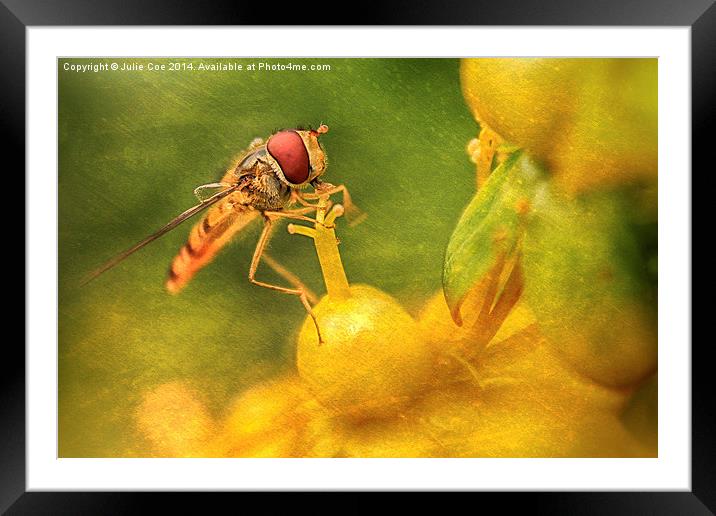 Hoverfly - 14 Framed Mounted Print by Julie Coe
