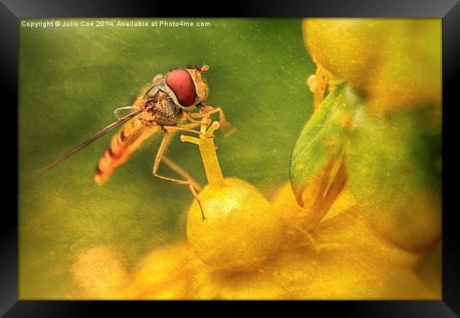 Hoverfly - 14 Framed Print by Julie Coe