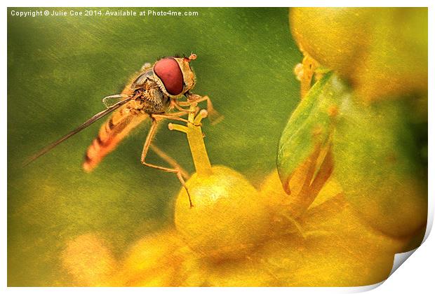 Hoverfly - 14 Print by Julie Coe