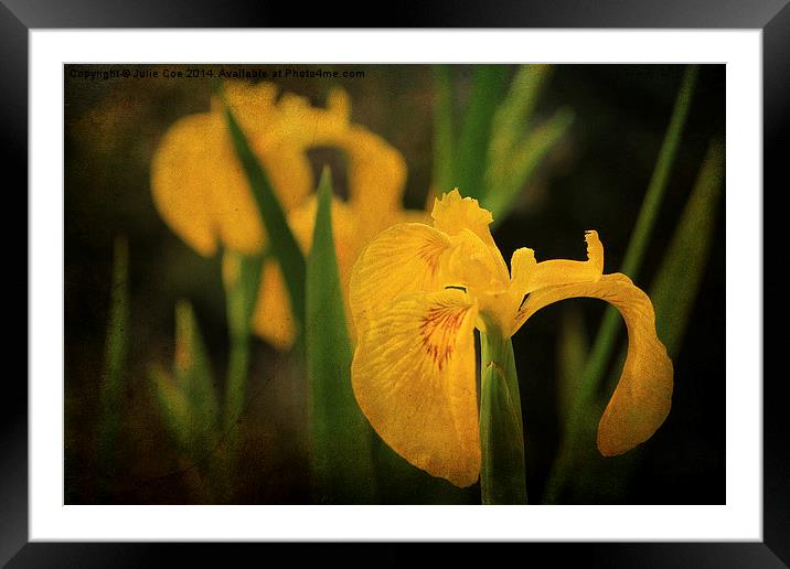 Yellow Flag Iris 4 Framed Mounted Print by Julie Coe