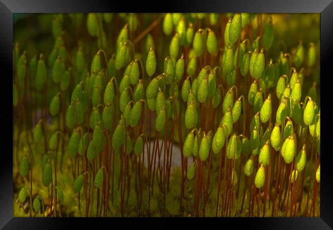 Tiny World Of Moss Framed Print by Mark Robson
