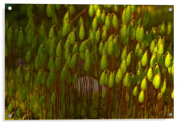 Tiny World Of Moss Acrylic by Mark Robson