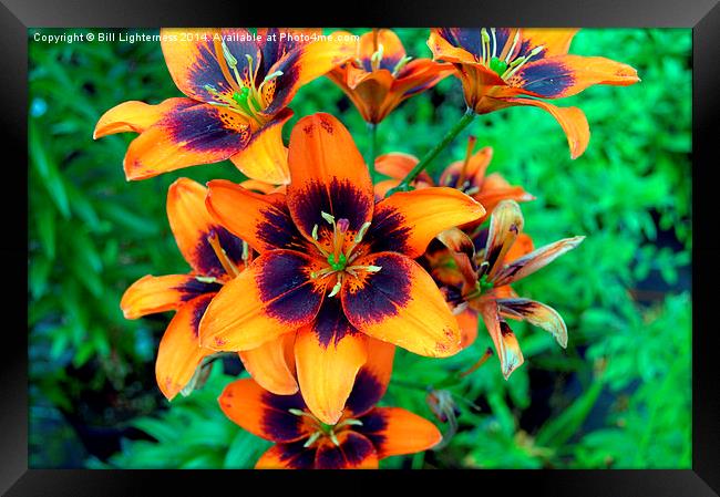  Orange Delight Framed Print by Bill Lighterness