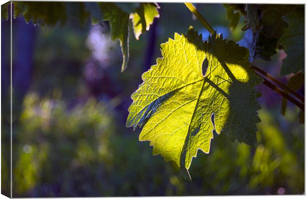  Evening Vine Leaf Canvas Print by Graham Thomas