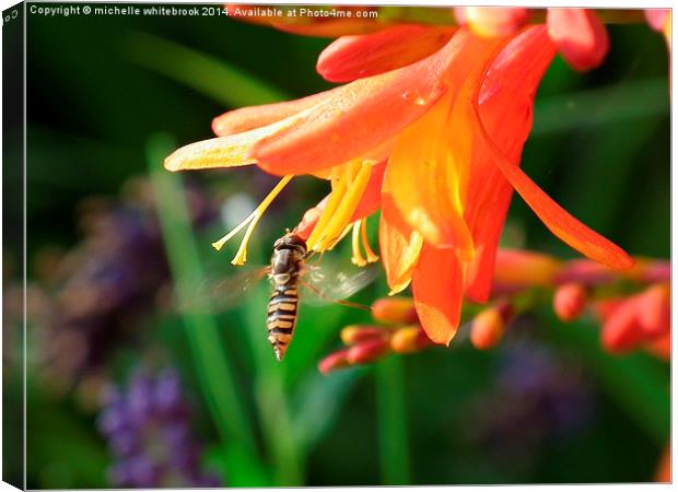  Hover fly Canvas Print by michelle whitebrook
