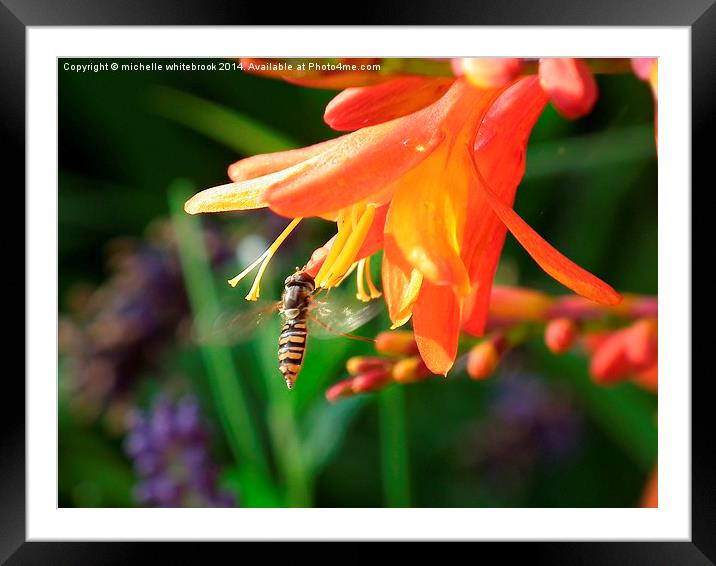  Hover fly Framed Mounted Print by michelle whitebrook