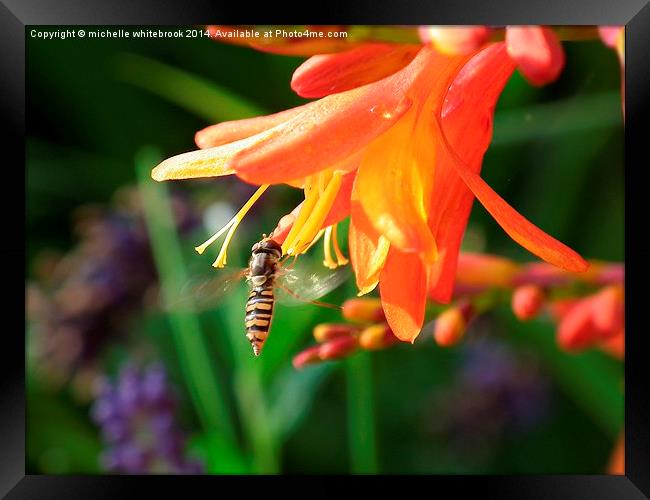  Hover fly Framed Print by michelle whitebrook