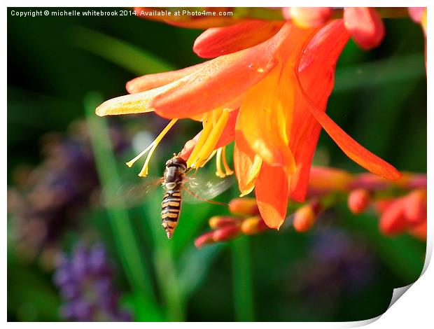 Hover fly Print by michelle whitebrook