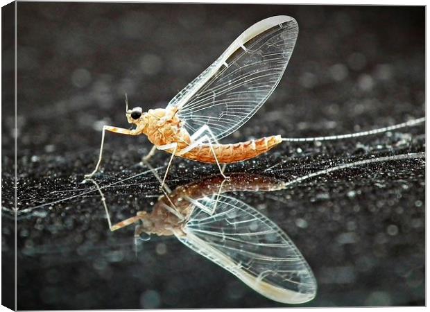 Mayfly Canvas Print by michelle whitebrook