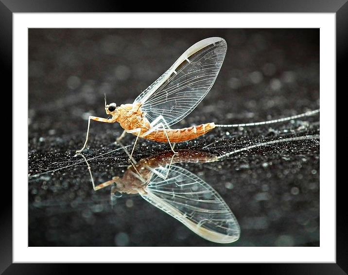 Mayfly Framed Mounted Print by michelle whitebrook