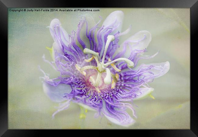  Passion Flower Framed Print by Judy Hall-Folde