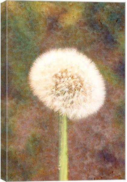  Dandelion Canvas Print by Graham Thomas