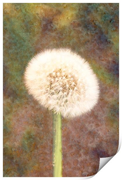  Dandelion Print by Graham Thomas