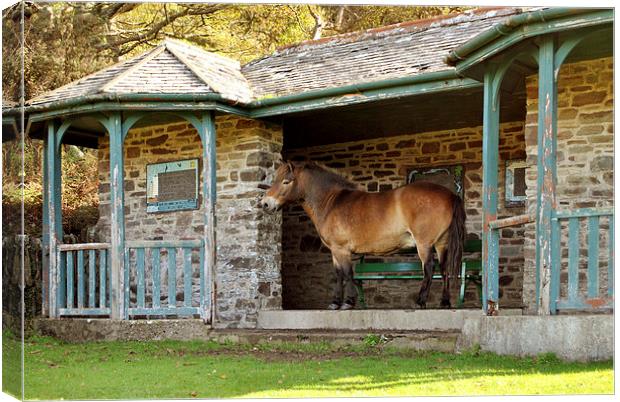 Gimme Shelter  Canvas Print by graham young
