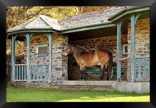 Gimme Shelter  Framed Print by graham young