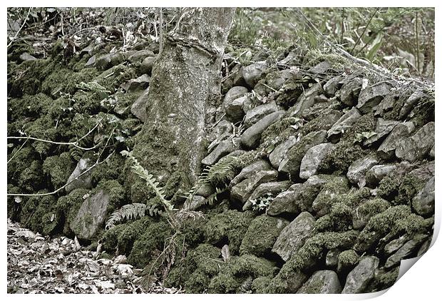 An Exmoor Drystone Wall  Print by graham young