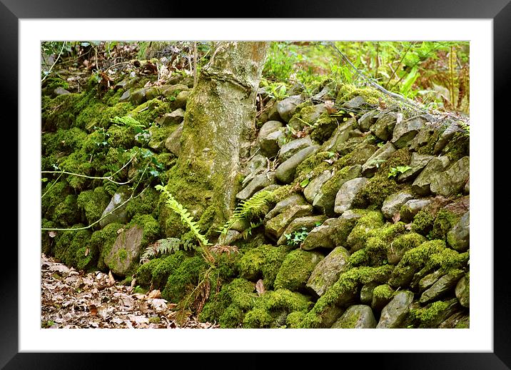 An Exmoor Drystone Wall  Framed Mounted Print by graham young