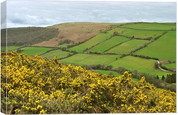 Exmoor in the Spring  Canvas Print by graham young