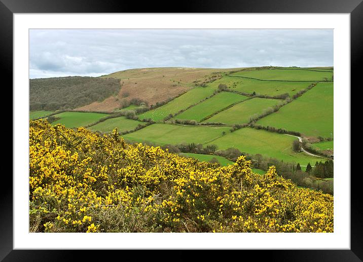 Exmoor in the Spring  Framed Mounted Print by graham young