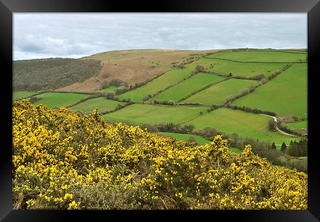 Exmoor in the Spring  Framed Print by graham young