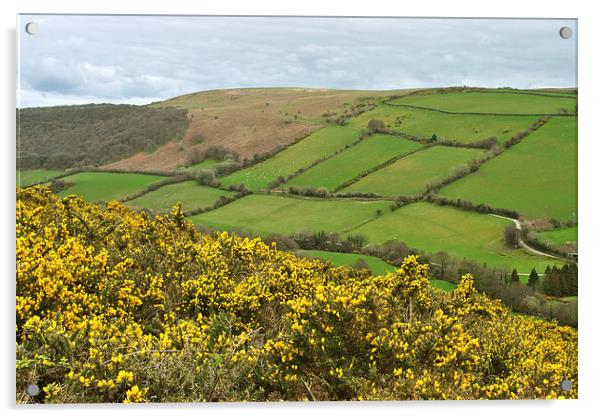 Exmoor in the Spring  Acrylic by graham young