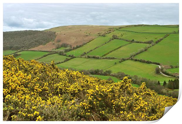 Exmoor in the Spring  Print by graham young