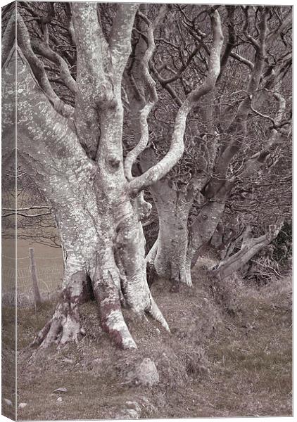 An Ancient Exmoor Hedgerow  Canvas Print by graham young
