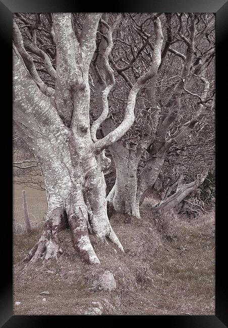 An Ancient Exmoor Hedgerow  Framed Print by graham young