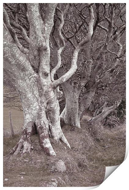 An Ancient Exmoor Hedgerow  Print by graham young